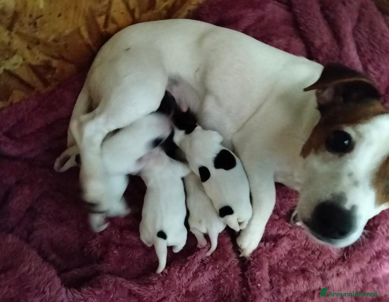 Jack Russell cani Gek Russel   - Annuncio 1