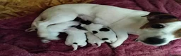 Jack Russell cani in vendita: Gek Russel   - Annuncio 1