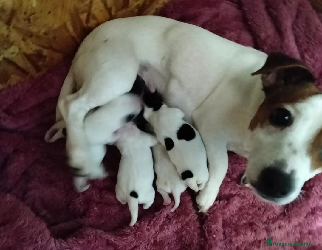 Jack Russell cani in vendita: Gek Russel   - Annuncio 1