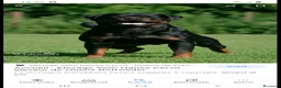 Rottweiler cani in vendita: Disponibili cuccioli Rottweiler  - Annuncio 26