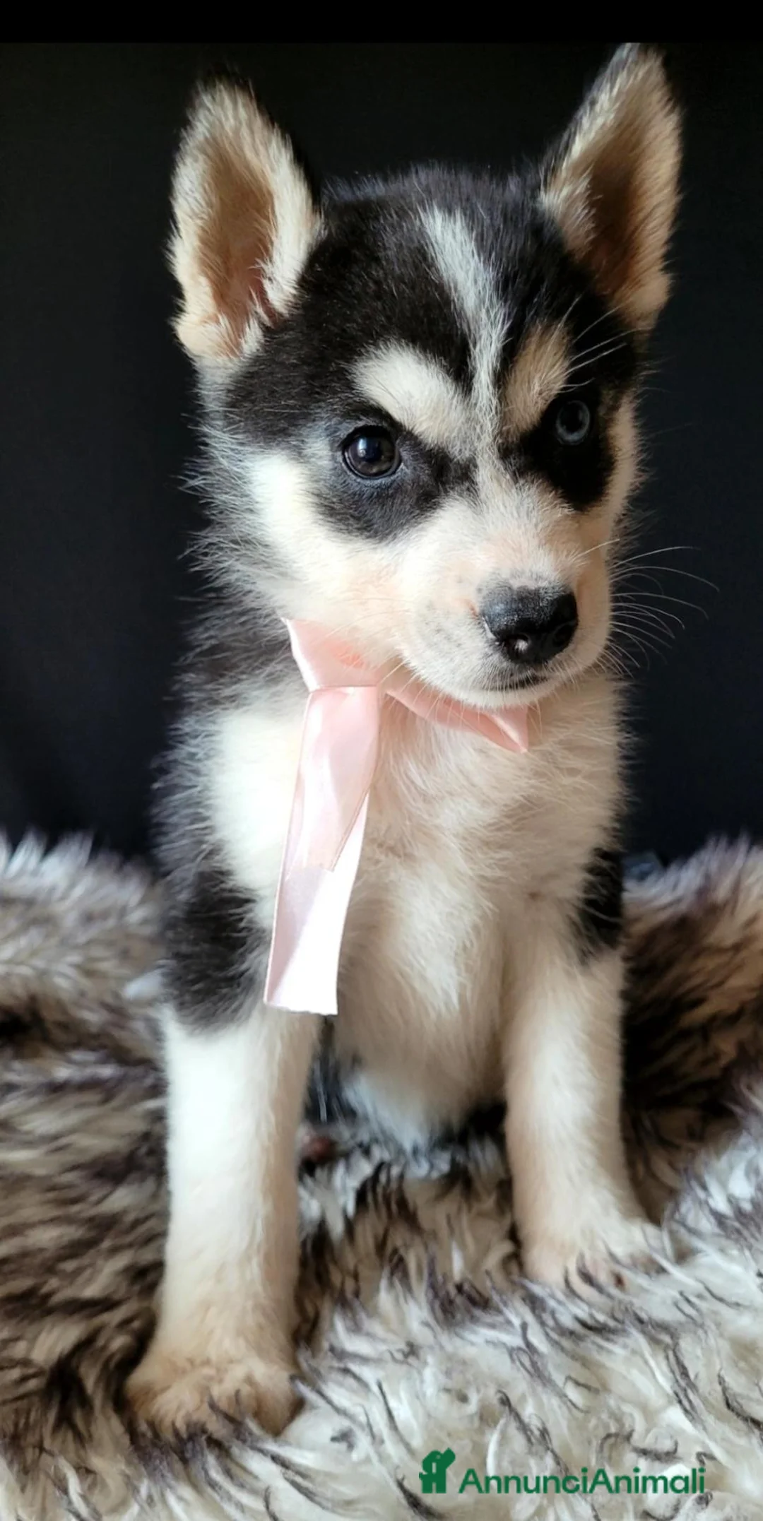 Husky cani in vendita: SIBERIAN HUSKY CUCCIOLATA CON PEDIGREE  - Annuncio 7