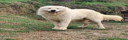 Pastore Abbruzzese Maremmano cani in vendita: Cuccioli di pastore Abruzzese Maremmano  - Annuncio 17