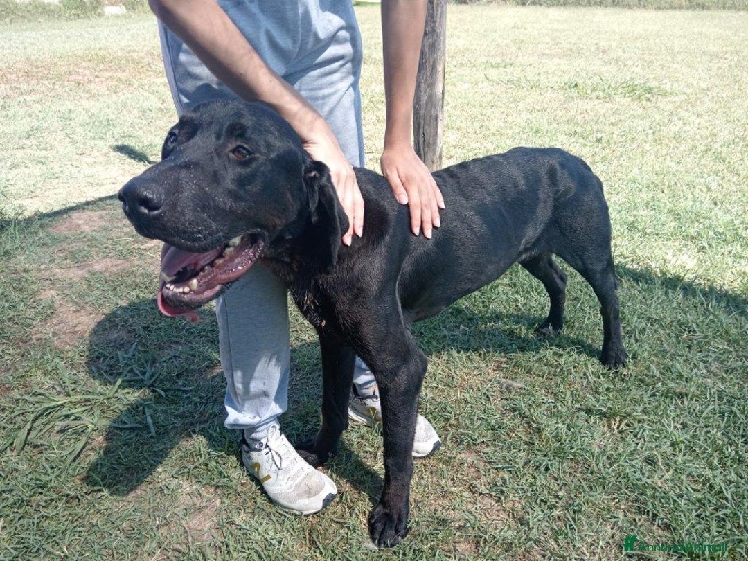 Meticcio cani in regalo: Black il gigante dal cuore tenero mastino/corso a Provincia di Latina - Annuncio 5