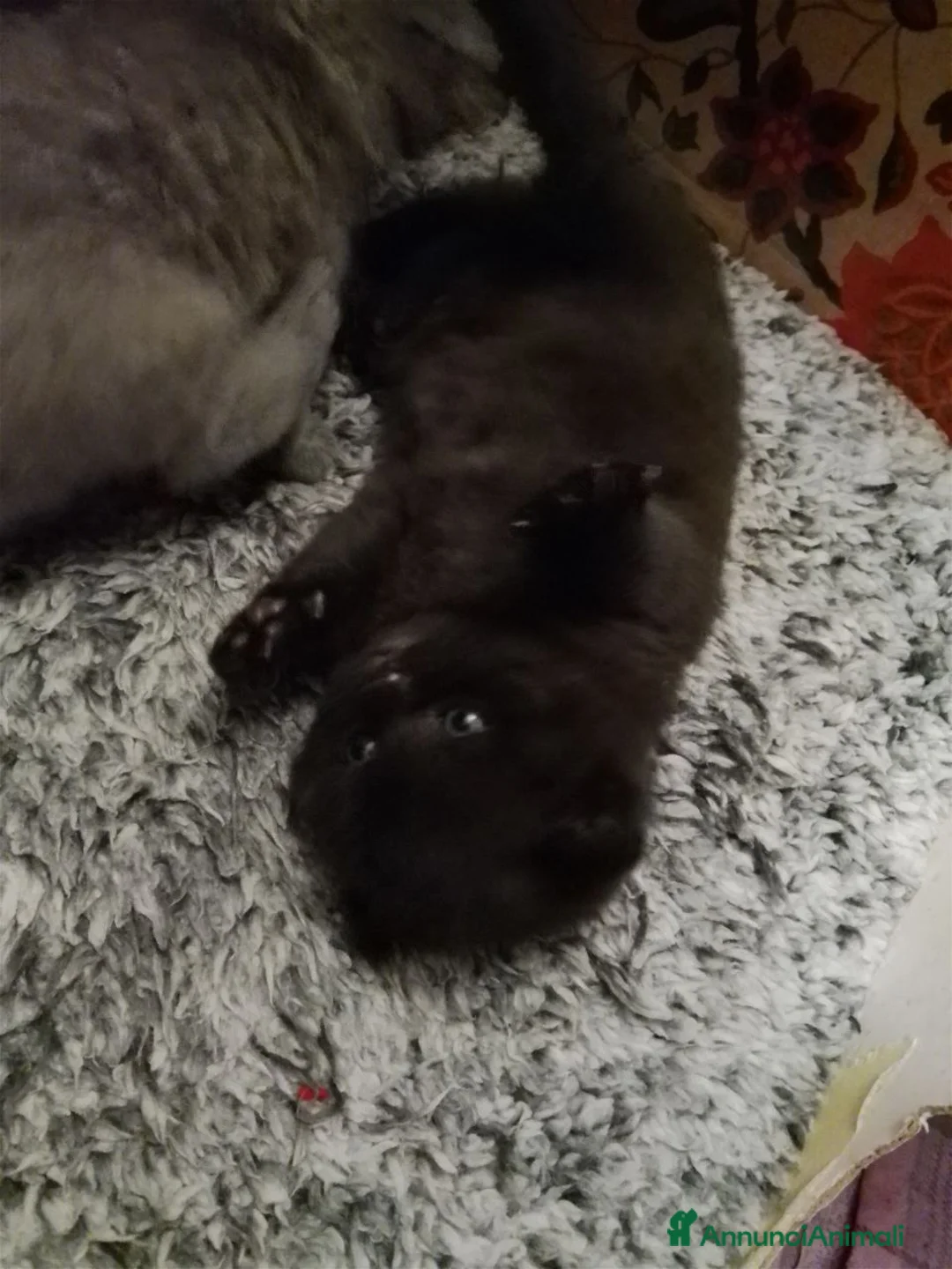 Scottish gatti in vendita: Gattini di razza Scottish Fold - Annuncio 7