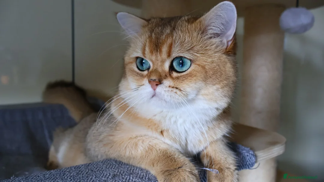 British gatti in vendita: British golden shorthair  - Annuncio 1