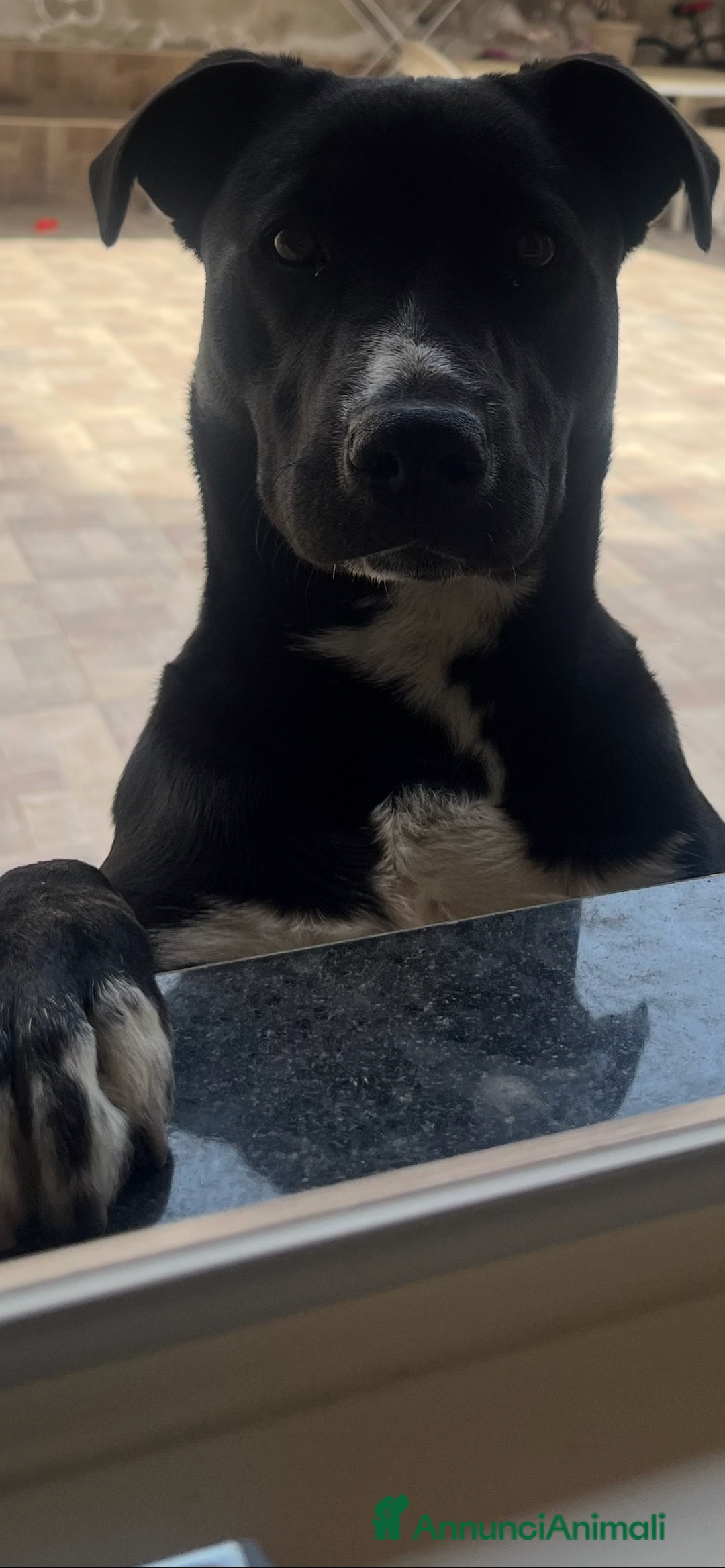 Meticcio cani in regalo: Sono in regalo  - Annuncio 2