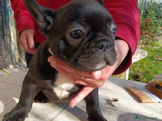 Bulldog Francese cani Bulldog francese - Annuncio 28