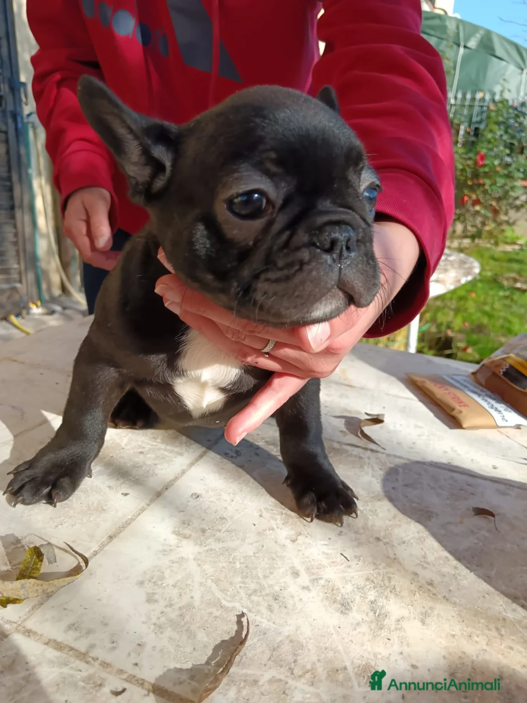 Bulldog Francese cani in vendita: Bulldog francese  - Annuncio 1