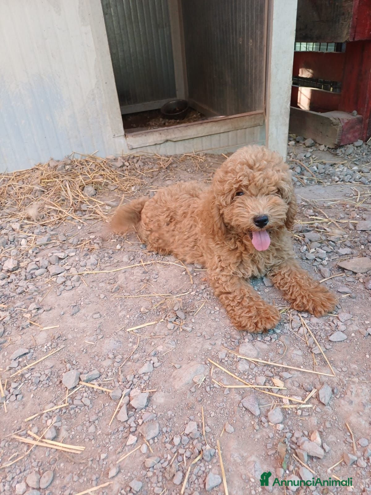 Barboncino Toy cani BARBONCINI TOY MASCHIETTI PRONTI ALBICOCCA e RED - Annuncio 2