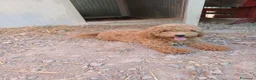 Barboncino Toy cani in vendita: BARBONCINI TOY MASCHIETTI PRONTI ALBICOCCA e RED - Annuncio 1