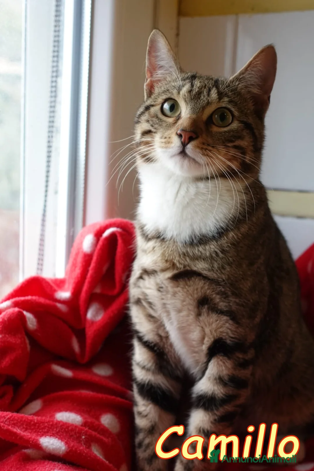 Europeo gatti in regalo: CAMILLO IL GATTINO PIU’ DOLCE DEL MONDO  - Annuncio 2