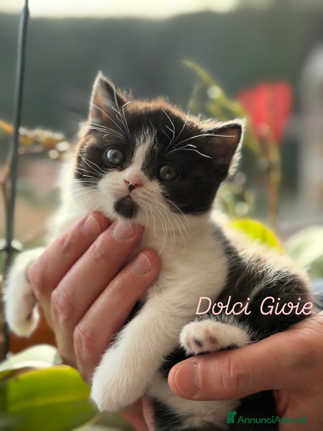 British gatti in vendita: British Shorthair bicolor black - Annuncio 6