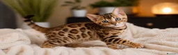 Bengala gatti in vendita: Cuccioli di Bengal o Bengala con Pedigree  - Annuncio 1
