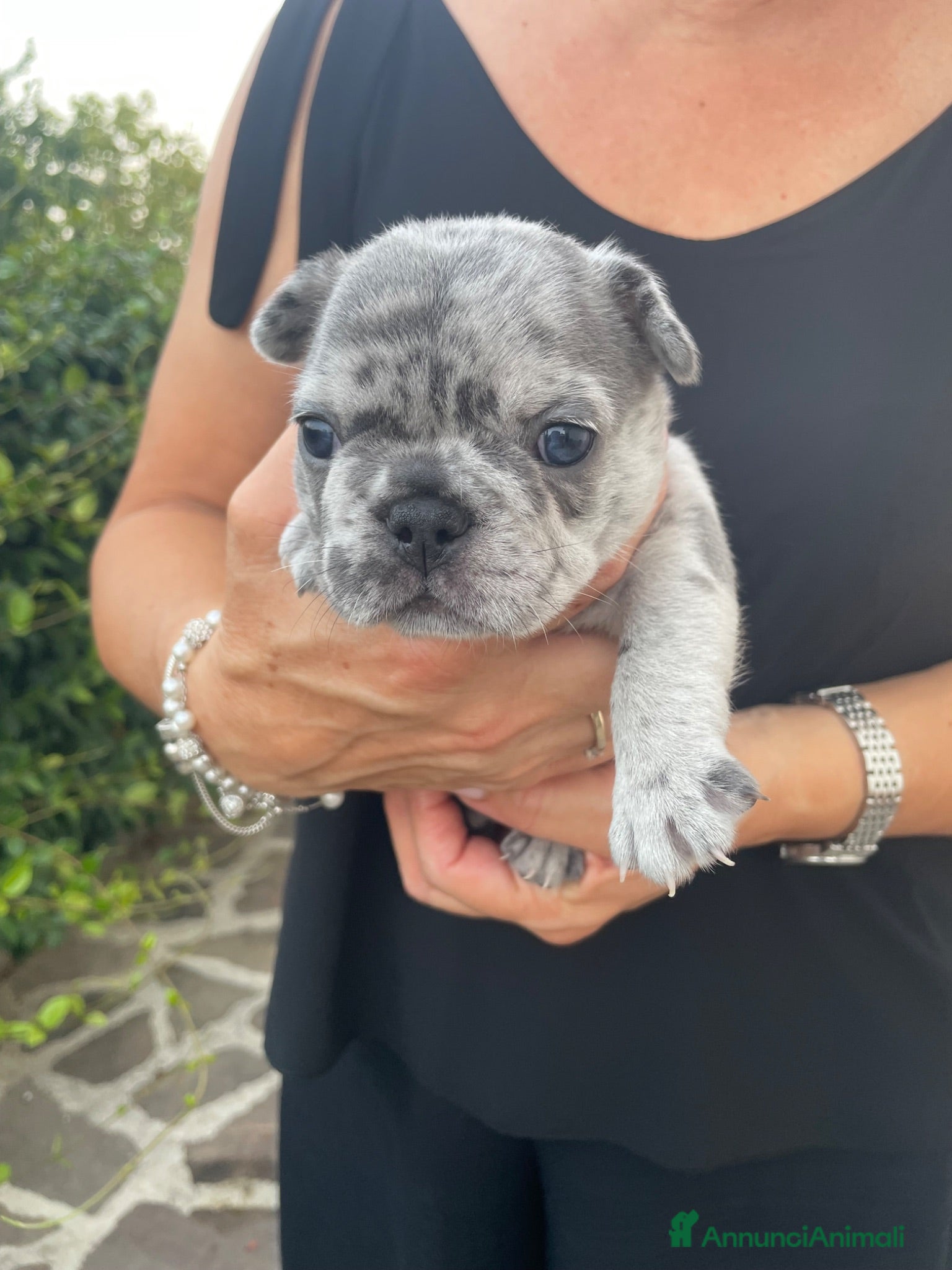 Bulldog Francese cani Cuccioli Bulldog francese  - Annuncio 3