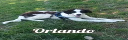 Meticcio cani in regalo: ANGELICA e ORLANDO meravigliosi cuccioloni - Annuncio 4