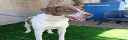 Meticcio cani in regalo: Giada - Annuncio 3