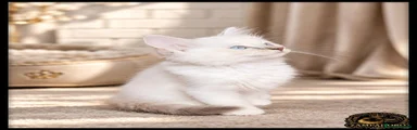 Ragdoll 5