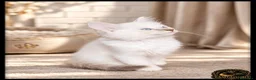 Ragdoll gatti in vendita: Ragdoll con pedegree  a Provincia di Como - Annuncio 7