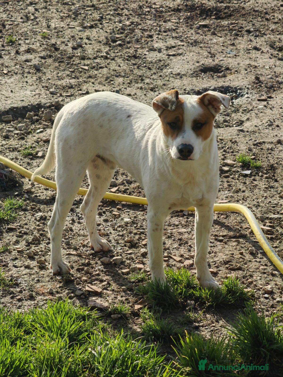 Meticcio cani Loky: 10 mesi, taglia contenuta, socievole  - Annuncio 1
