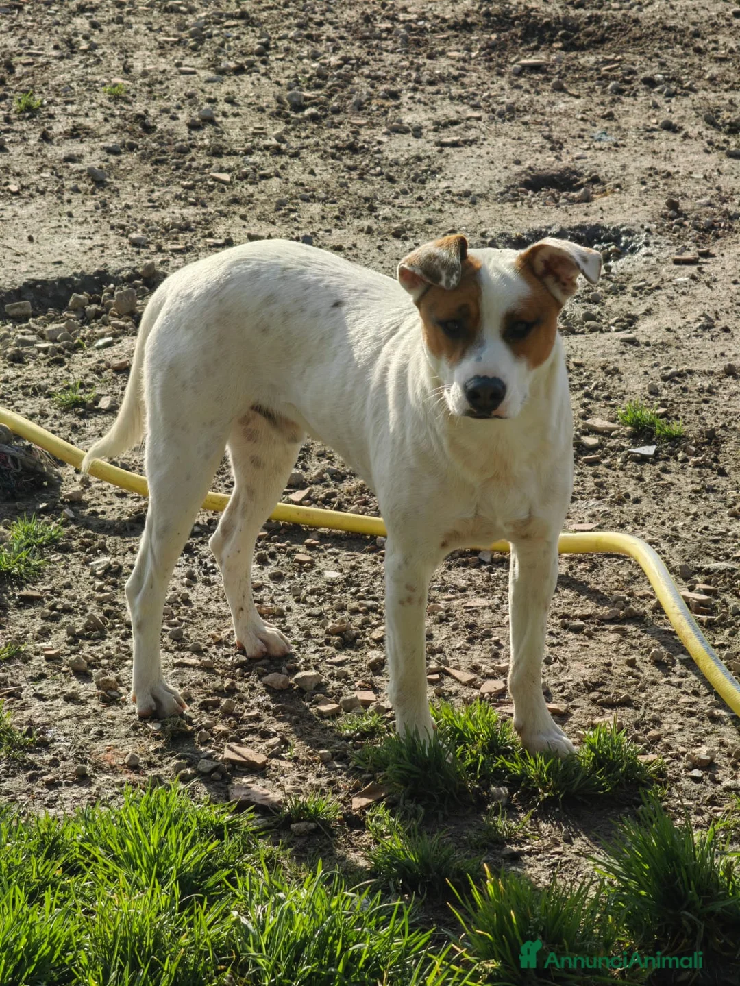 Meticcio cani in regalo: Loky: 10 mesi, taglia contenuta, socievole  - Annuncio 1