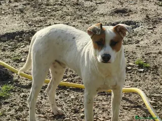 Meticcio cani Loky: 10 mesi, taglia contenuta, socievole - Annuncio 31