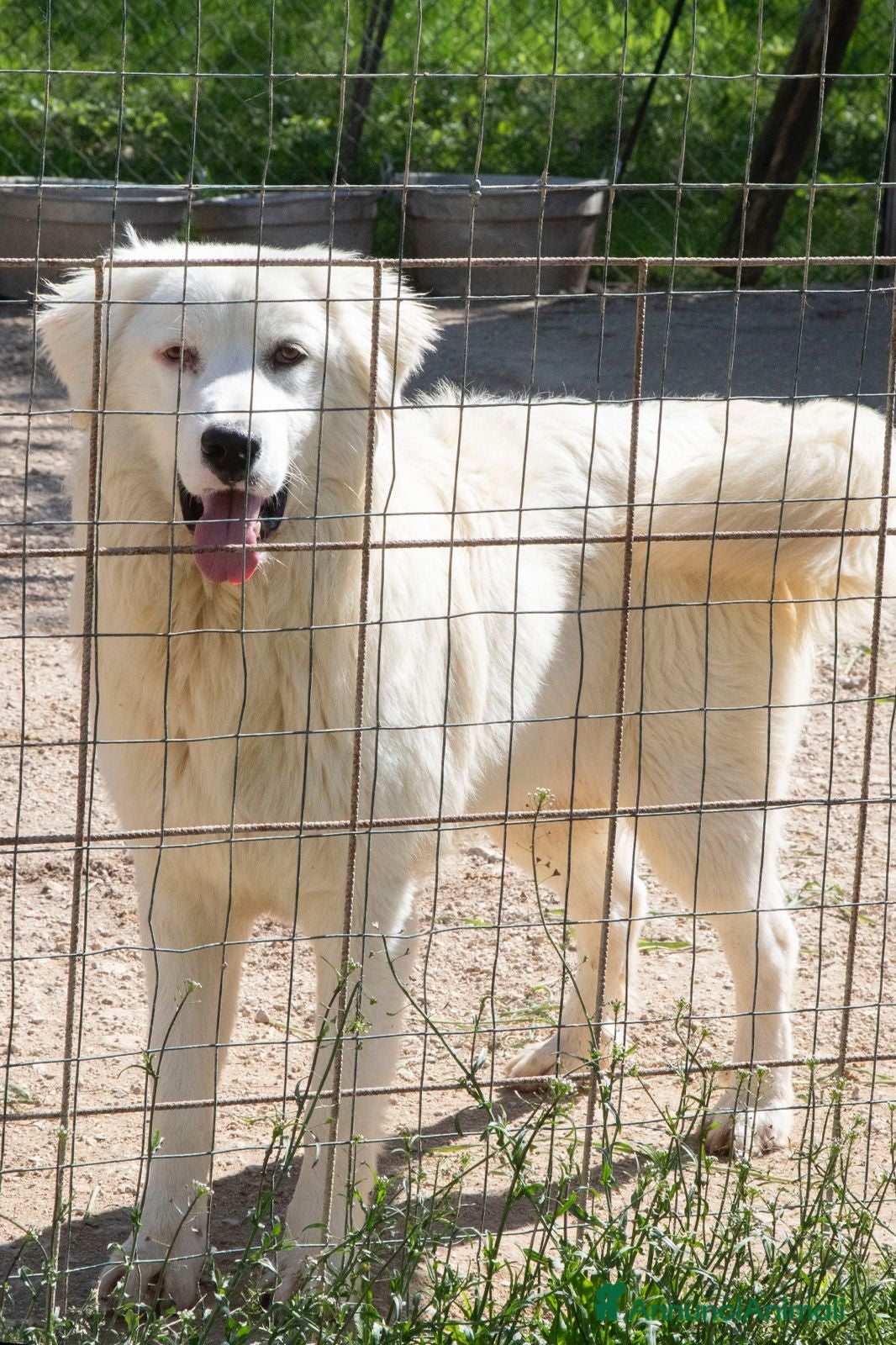 Meticcio cani IL DOLCE MUSETTO DI OSLO a Città metropolitana di Roma Capitale - Annuncio 2