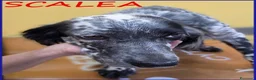 Setter Inglese cani in regalo: SCALEA SIMIL SETTER 5 ANNI E MEZZO, SPLENDIDA REGI - Annuncio 1