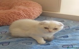 Scottish gatti in vendita: Cucciola Fold  a Bagnacavallo - Immagine 7