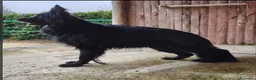 Pastore Tedesco cani in vendita: Pastore Tedesco Pelo Lungo  - Annuncio 1