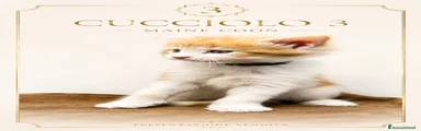 Maine Coon 3