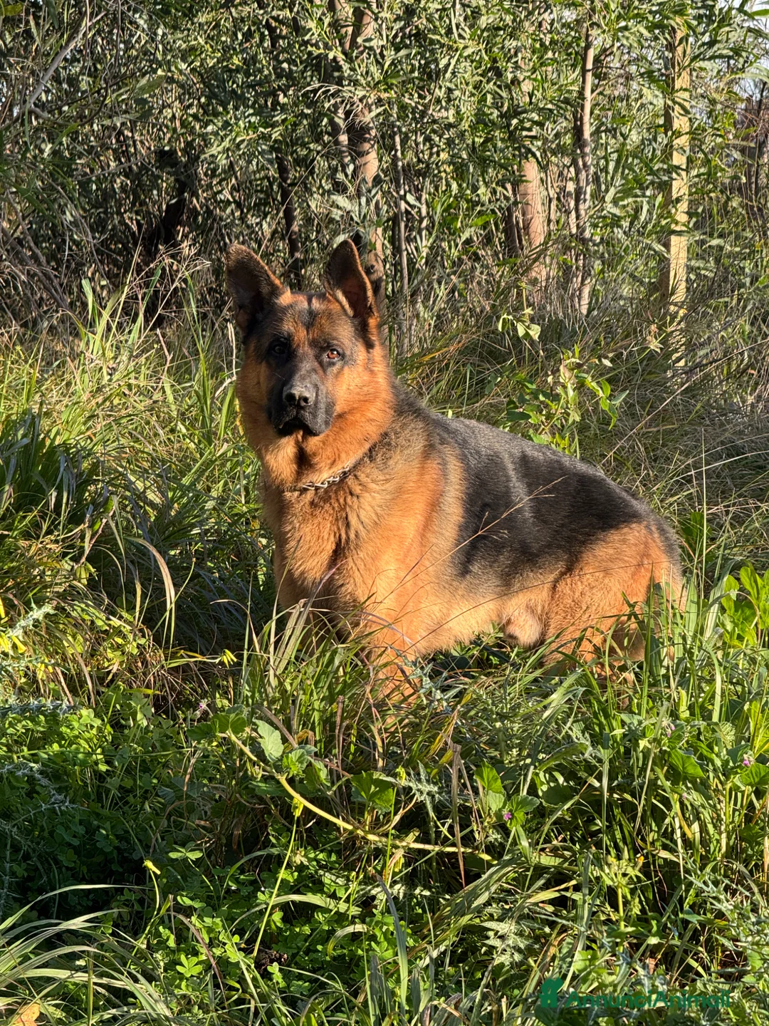 Pastore Tedesco cani in vendita: Cucciola di Pastore Tedesco  - Annuncio 1