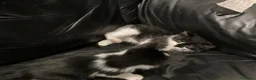 Meticcio gatti in regalo: GATTINI  a Città metropolitana di Milano - Annuncio 5