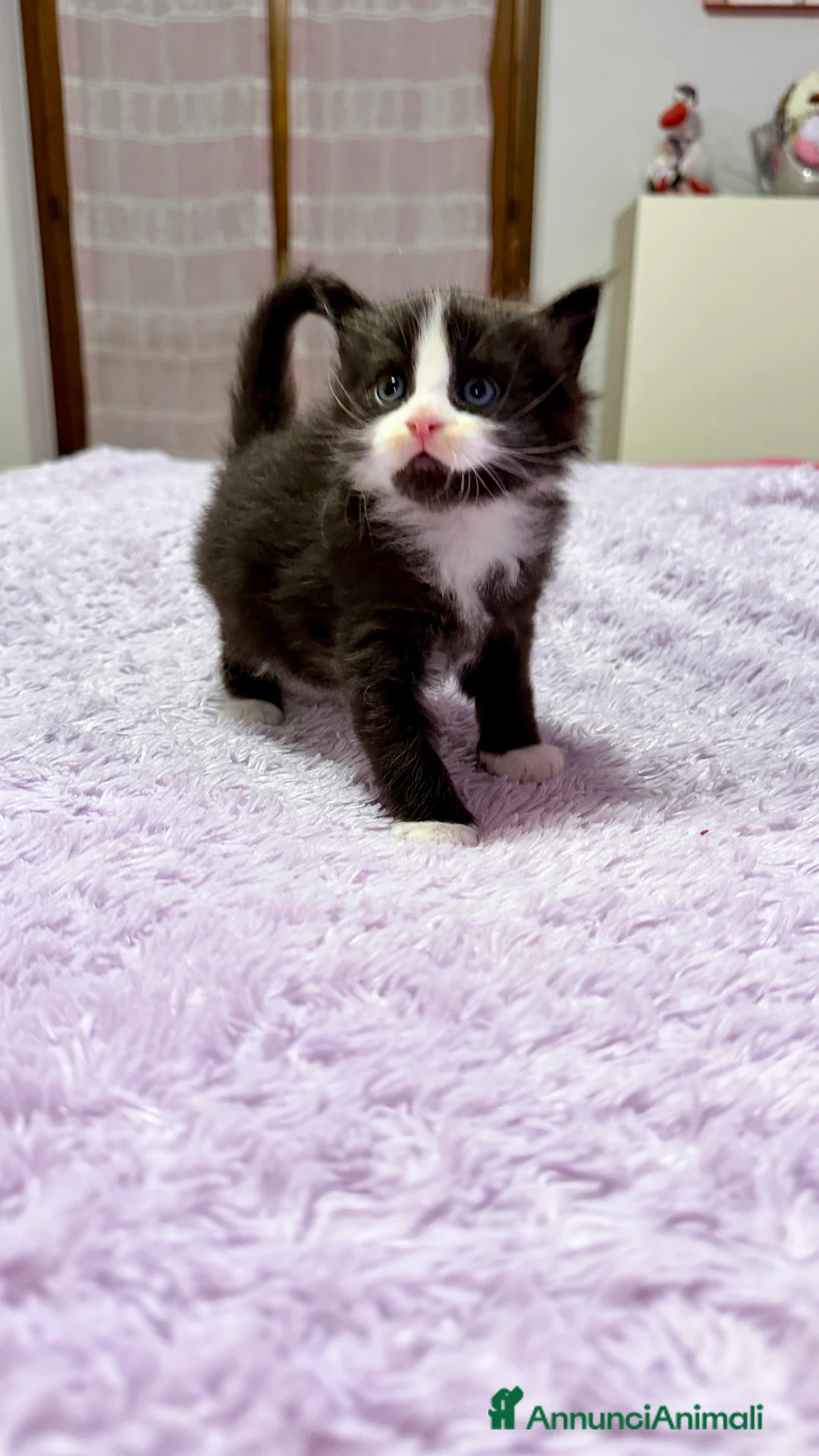 Maine Coon gatti in vendita: Cuccioli maine coon nati il 26 dic 25 con pedigree - Annuncio 5