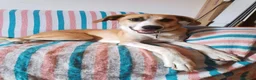 Meticcio cani in regalo: Stella, gli occhi della felicità - Annuncio 2