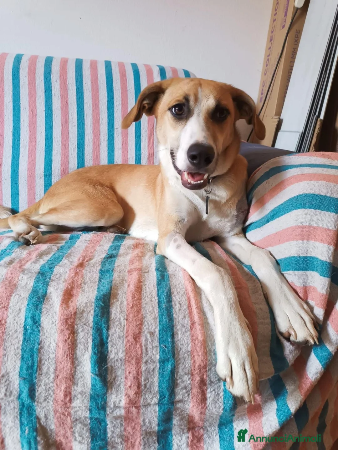 Meticcio cani in regalo: Stella, gli occhi della felicità - Annuncio 2