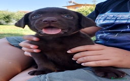 Labrador cani in vendita: Cuccioli Labrador Chocolate con pedigree enci a Metropolitan City of Rome Capital - Immagine 2