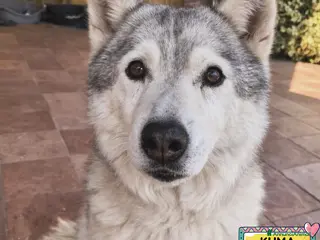 Husky cani KUMA adozione del cuore 12 anni cerca casa - Annuncio 37