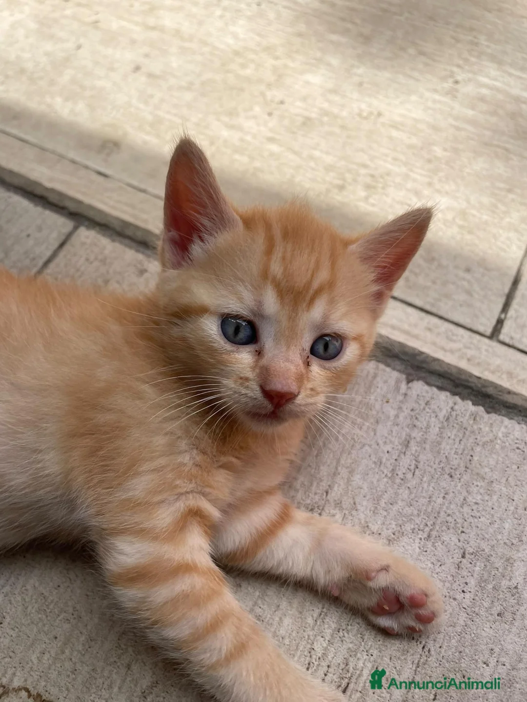 Europeo gatti in regalo: GATTINO EUROPEO ARANCIONE  - Annuncio 1
