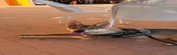 Lupo Cecoslovacco cani in regalo: Freya bellissima cucciola di lupo cecoslovacco a Provincia di Padova - Annuncio 3