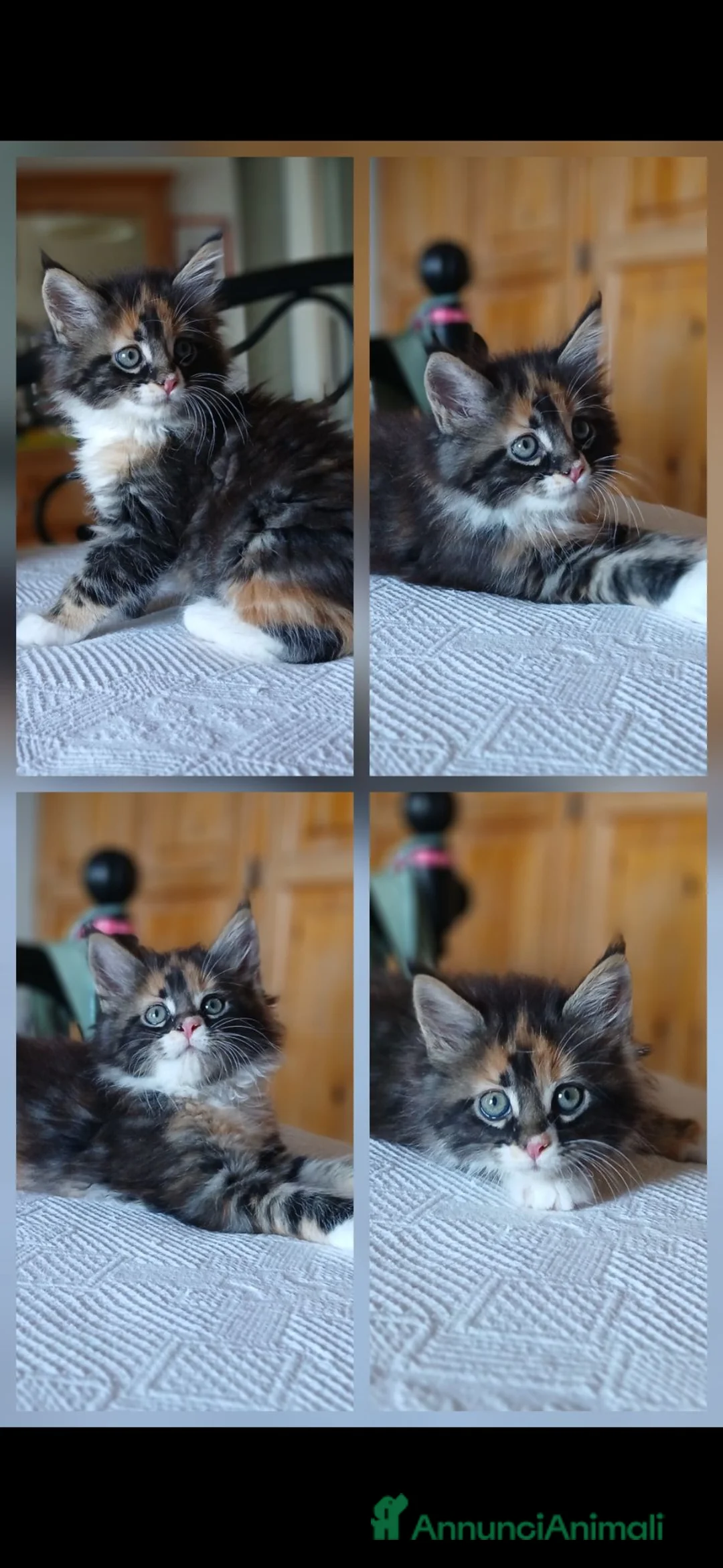 Maine Coon gatti in vendita: Cuccioli Maine Coon genitori visibili - Annuncio 2