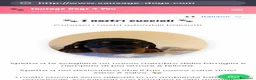Bassotto cani in vendita: Bassotti Nani  - Annuncio 8