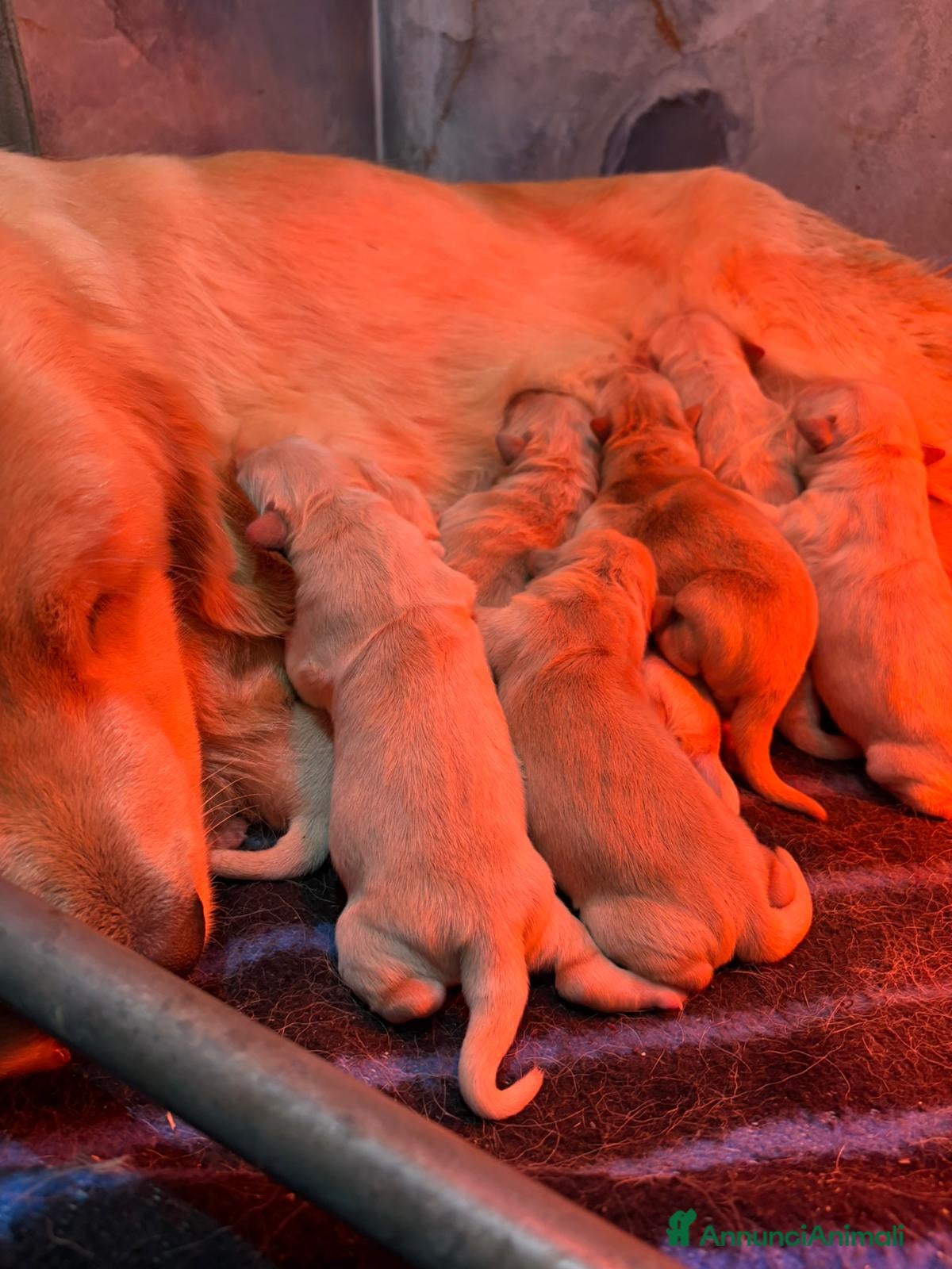 Golden Retriever cani Golden Retriever con pedigree - Alta genealogia - Annuncio 6