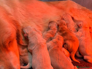 Golden Retriever cani Golden Retriever con pedigree - Alta genealogia - Annuncio 3