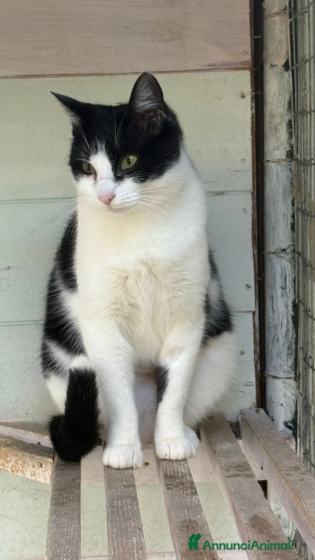 Europeo gatti in regalo: Gattina bianca e nera - Annuncio 6