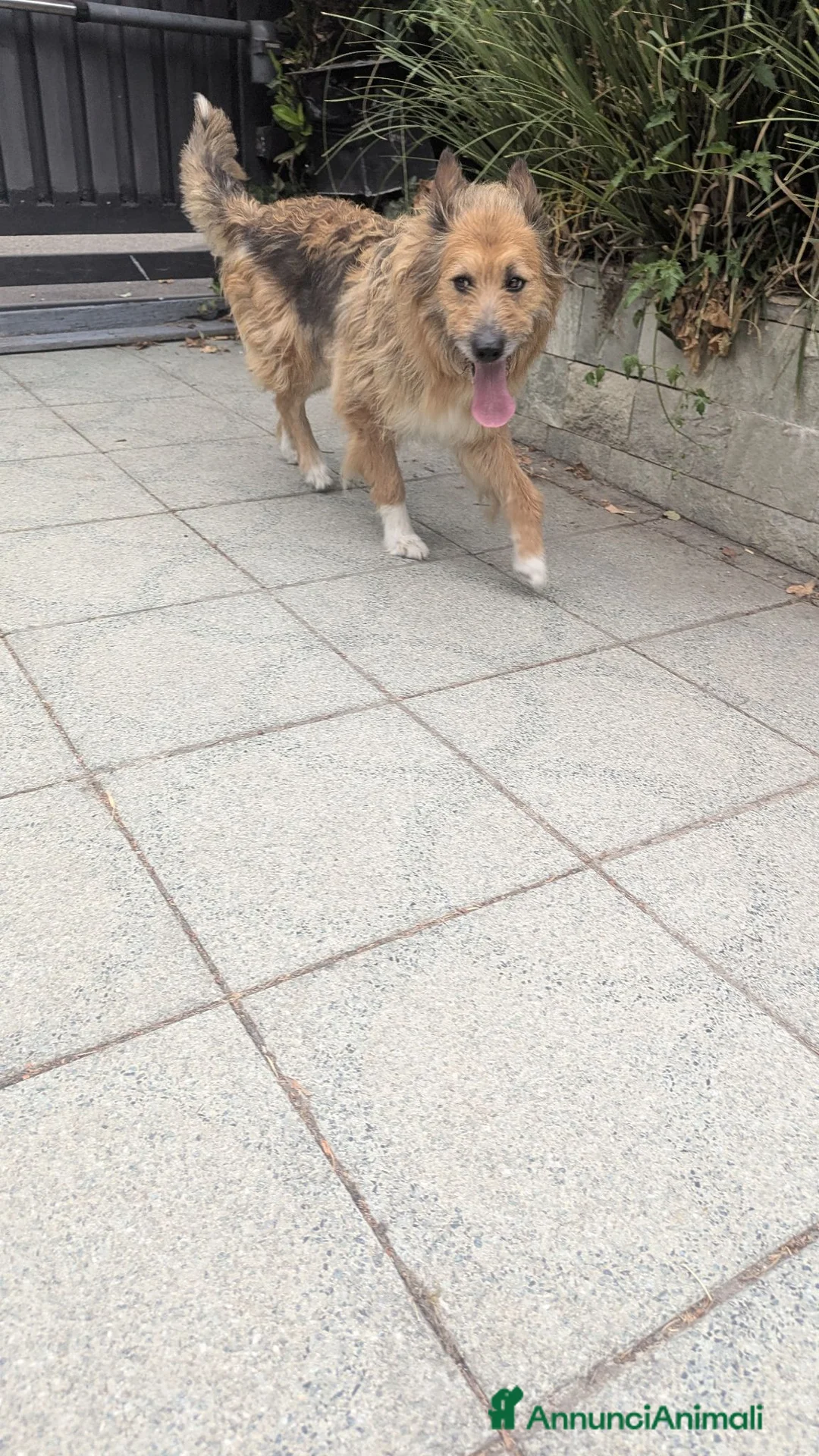 Meticcio cani in regalo: Cagnolina 7 anni a Città metropolitana di Milano - Annuncio 2