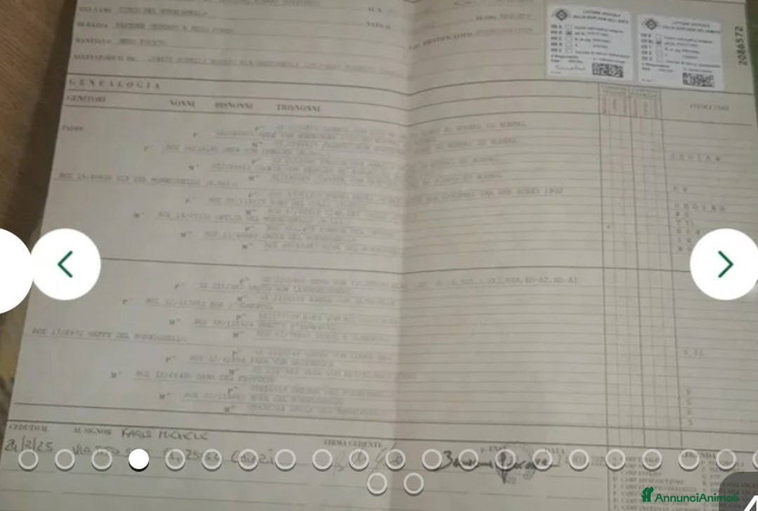 Pastore Tedesco cani in regalo:  proprietario regala splendidi cuccioli  - Annuncio 3