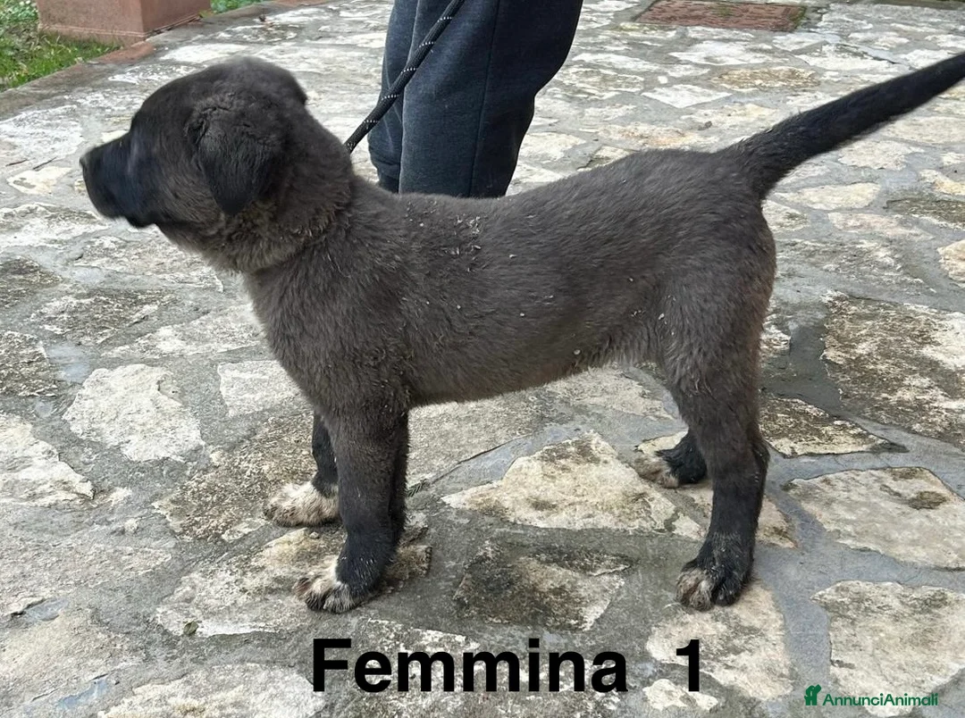 Pastore Asia Centrale cani in vendita: Cuccioli Pastore dell’Asia Centrale - Annuncio 2