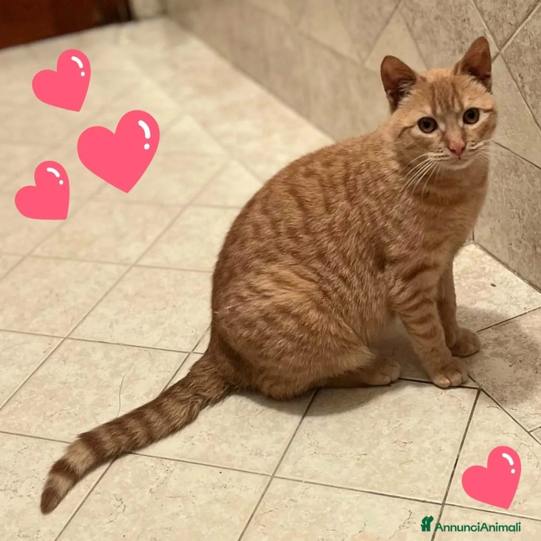 Europeo gatti in regalo: MIA dolce gattins 7 mesi cerca adozione a Provincia di Latina - Immagine 4
