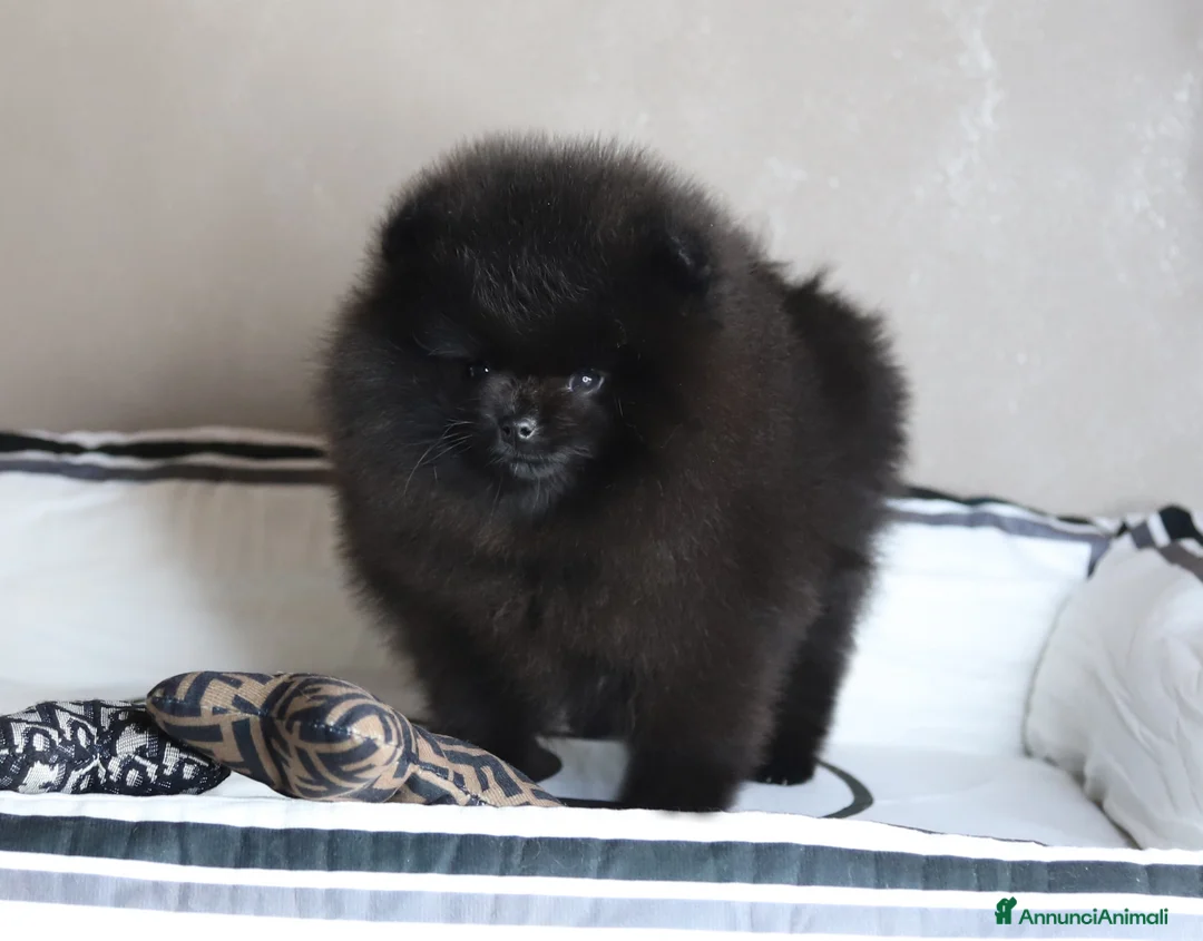 Spitz cani in vendita: Spitz Nano Pomerania di 3 mesi  - Annuncio 2