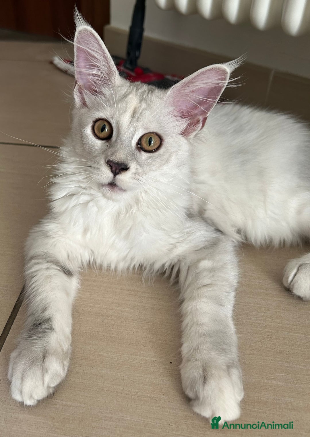 Maine Coon gatti in vendita: Maine Coon femmina 7 mesi con pedigree  - Annuncio 5